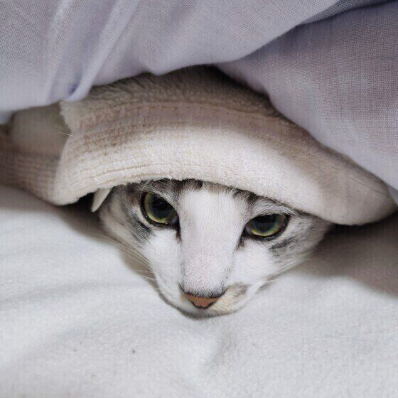 🐱猫咪：偷跑你被窝，背后真相竟是…！