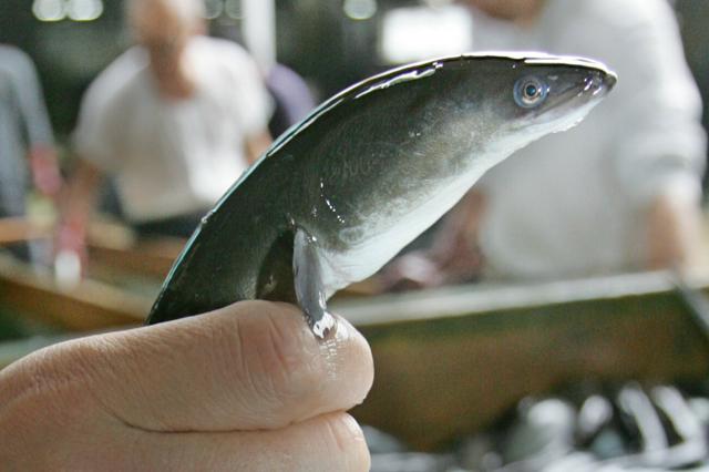 🐟鳗鱼救急！国际保护方案流产，吃货们稳了？