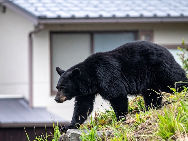 🐻东京也得挂熊铃？熊出没市区，原因竟是…！