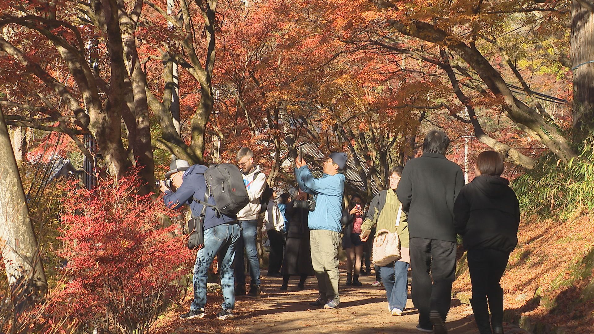 🍁日中关系紧张，红叶却美了！再看一周，就在爱知！