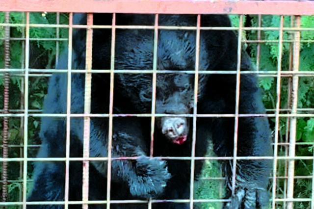 ⚠️熊出没！秋田成“熊都”，东北熊患达9千多只！