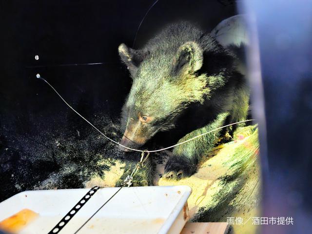 🐻山形野熊闯入，秋田被捕！又回城市，太可惜！