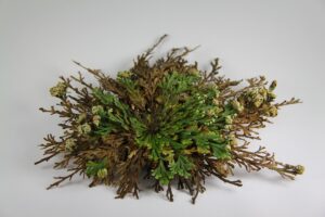 🌱绝境重生！没水能活十年，遇水瞬间复活！ 封面