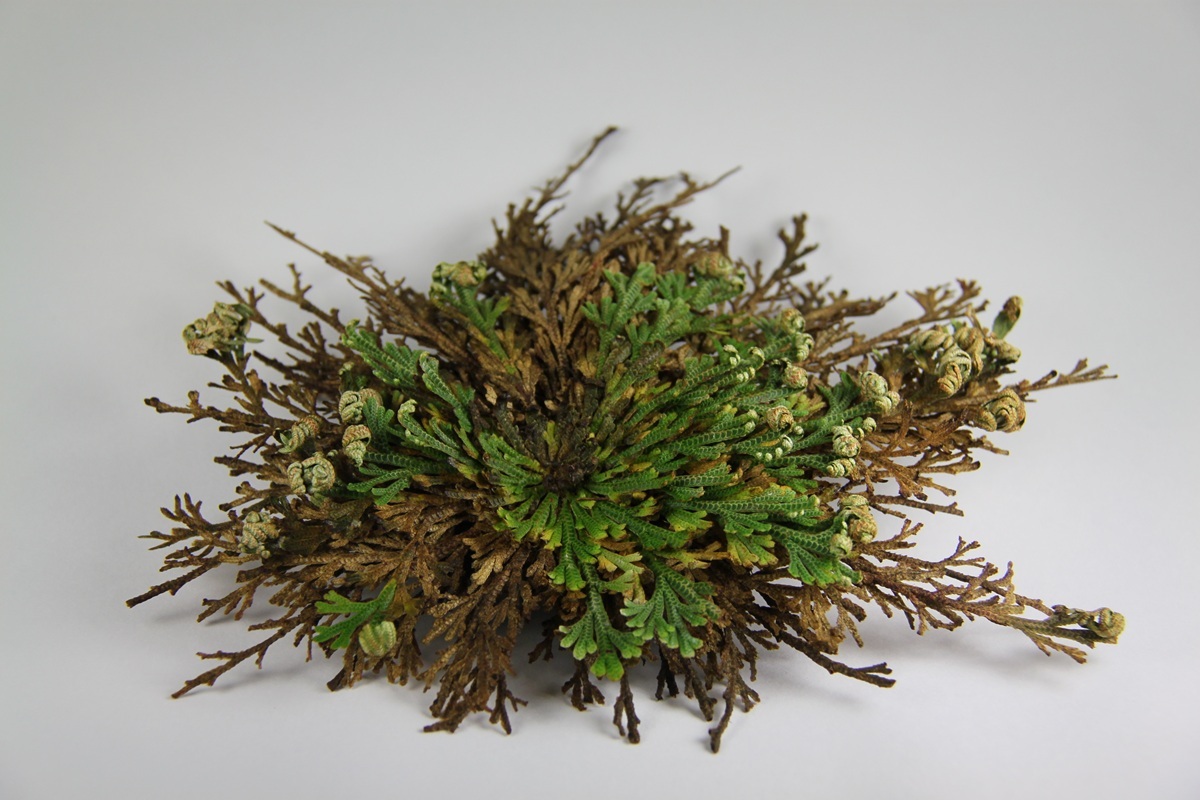 🌱绝境重生！没水能活十年，遇水瞬间复活！