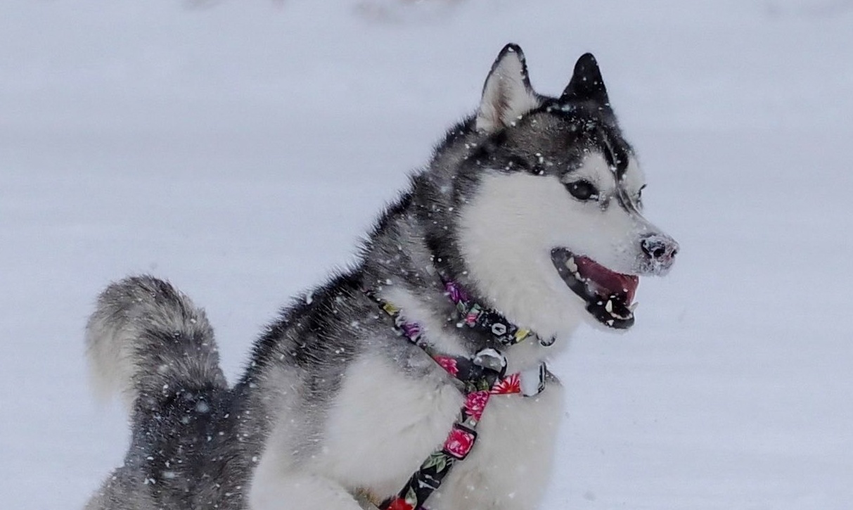 🐶雪地里拼命挣扎！“这…是便便呼吸法吗？”😂