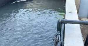 💧池水排干，眼前的景象…让人心碎！ 封面