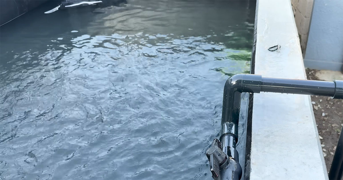 💧池水排干，眼前的景象…让人心碎！