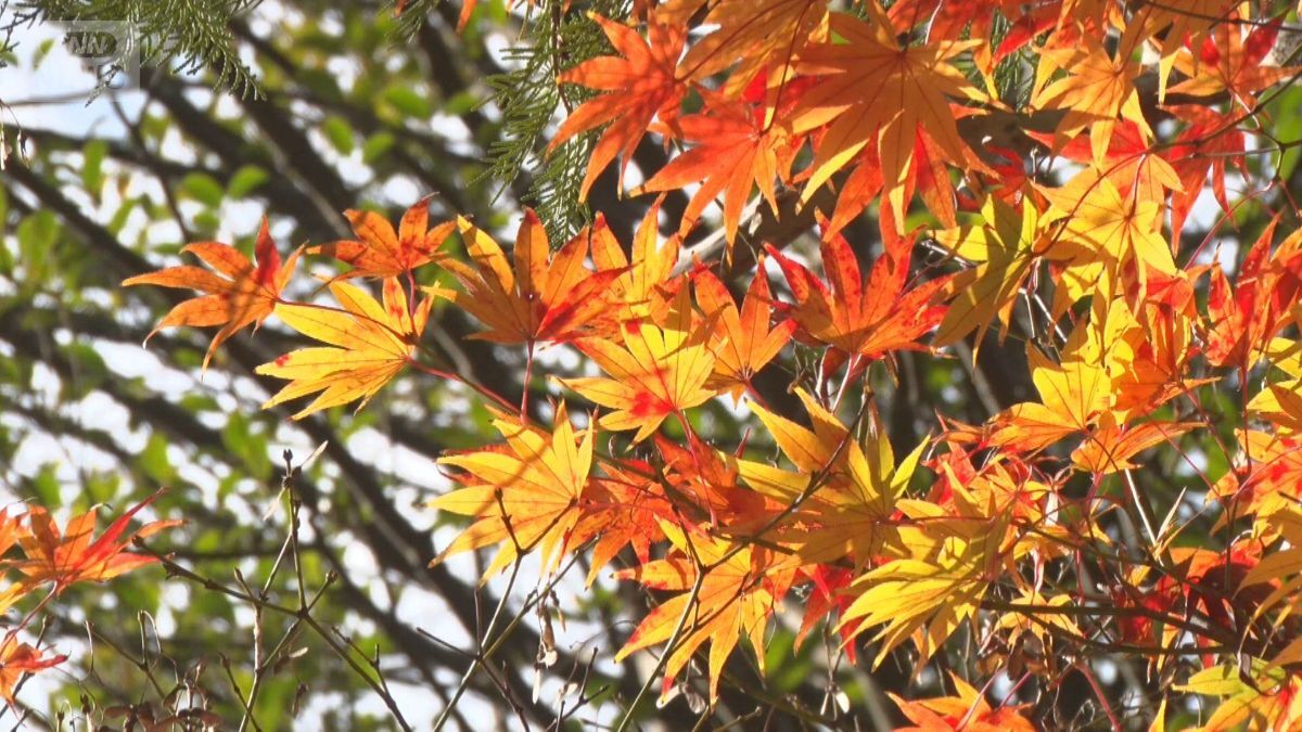 🍁鎌倉江之岛：人山人海，就为这最后的美景！