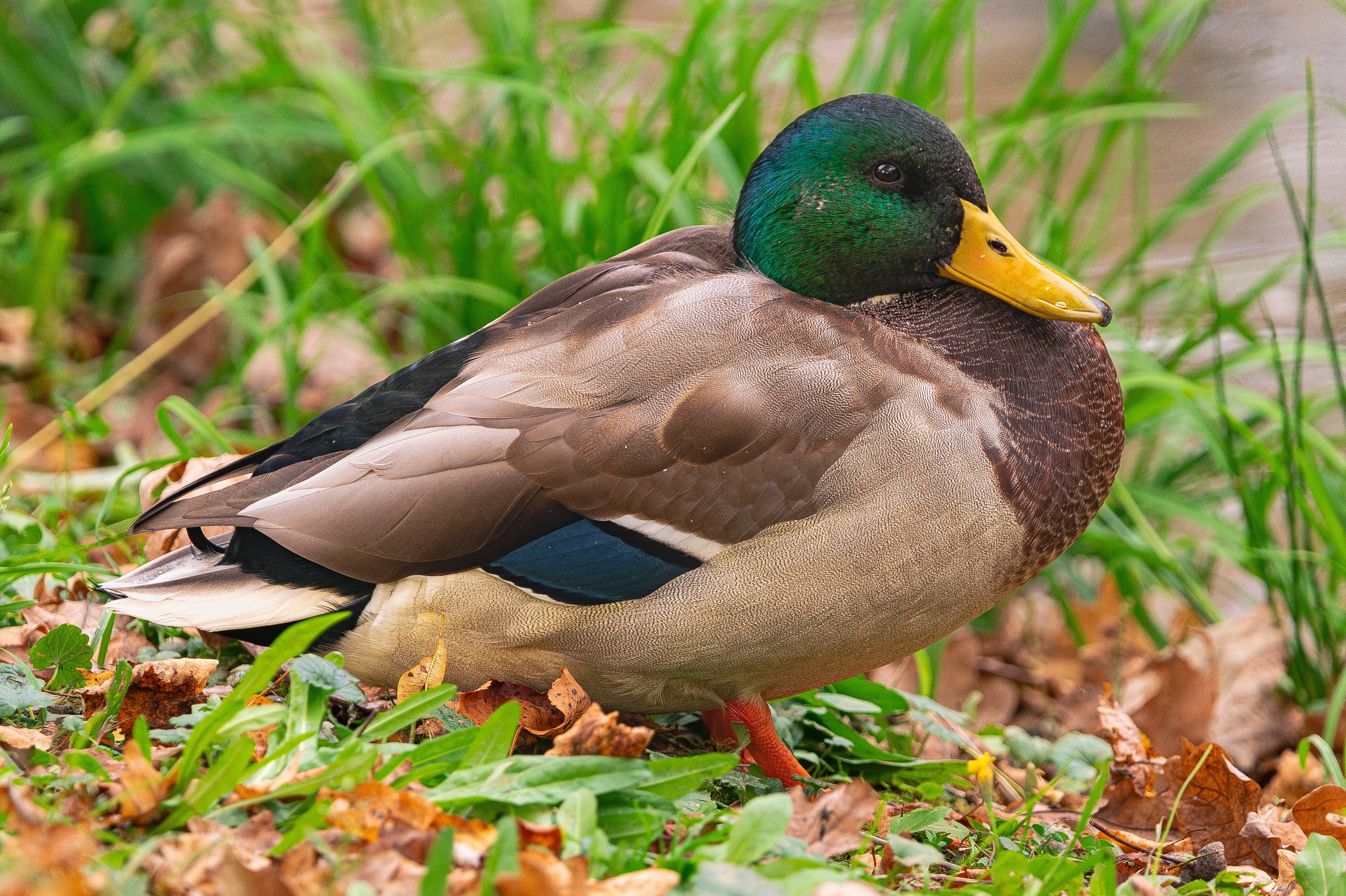 💥奈良人吐槽：京都特产，不买是不可能的！😂