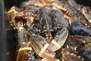 🦞活煮龙虾：它们也会疼！别再这样了！ 封面