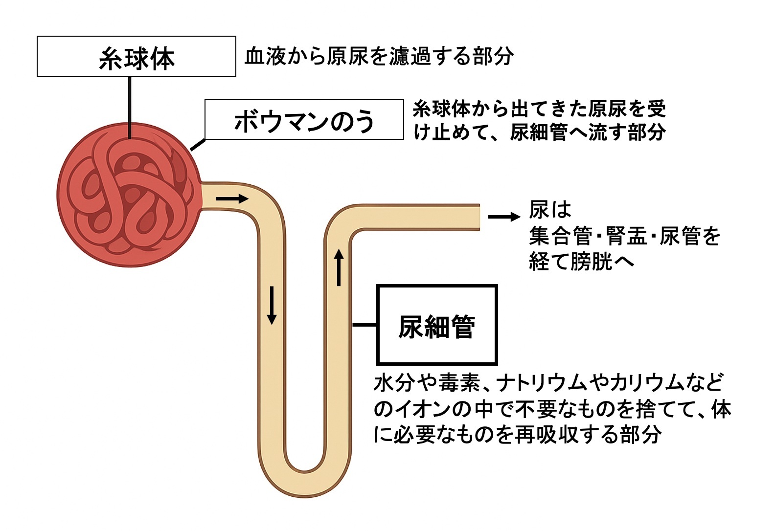 🍺适量饮酒，肾脏更健康！