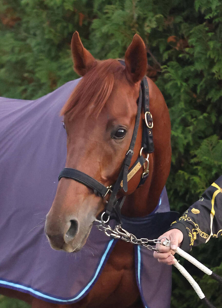 🐎差点翻车！年度大戏，它来啦！