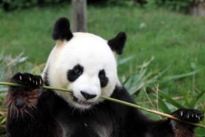 🐼熊猫“失恋”了！法国却喜提新“爱人”，中国绝非好惹的！ 封面