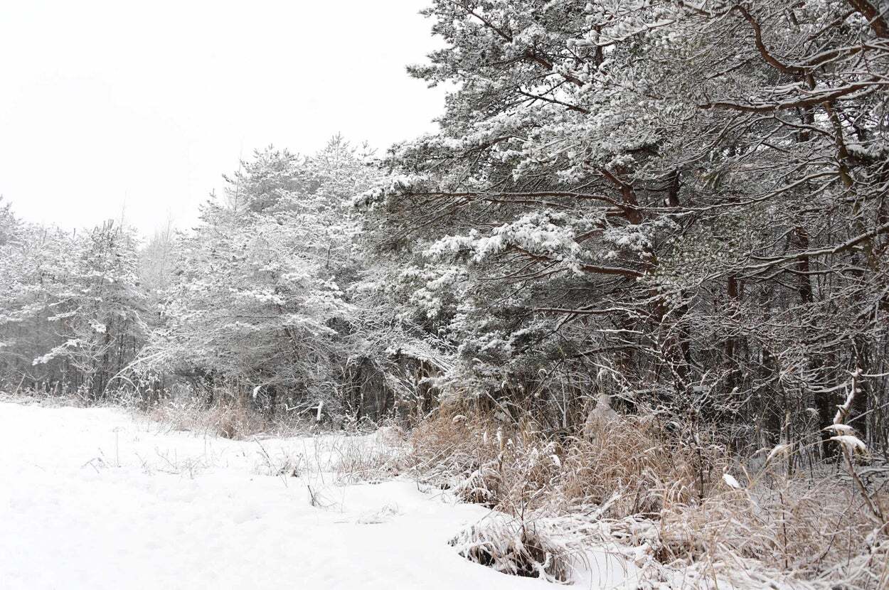❄️雪地迷踪：自卫队藏了多少人？（超难猜！）