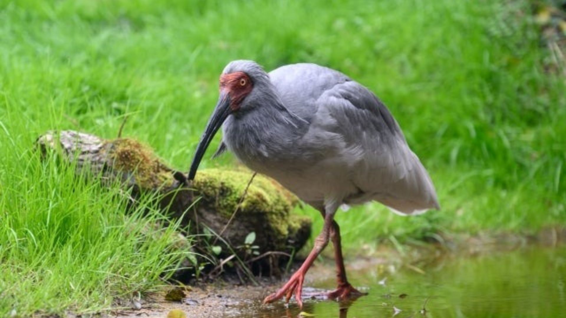 💔 鸟儿的逝去，照见中日关系的寒意…