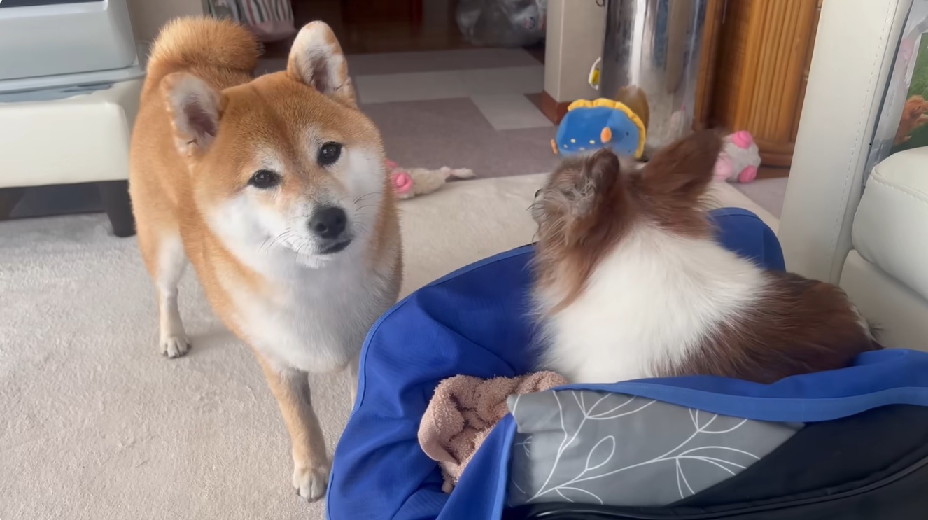 🐶：18岁老柴留家，监控拍到暖心一幕，泪崩了！