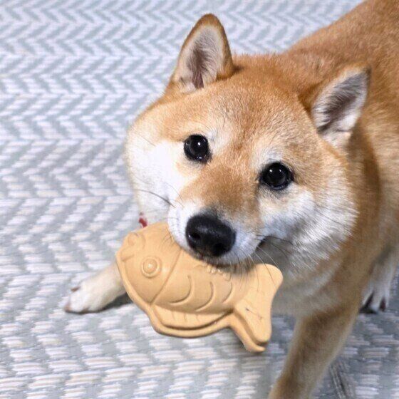 🐶 狗狗多久没见就忘了你？ 兽医揭秘！