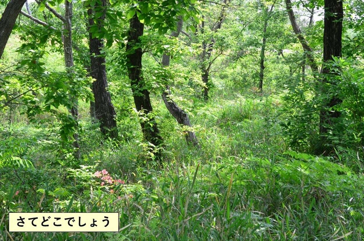 ⚠️自卫队迷彩大挑战！你能找亮点吗？