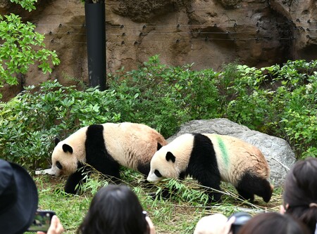 🐼 珍稀国宝熊猫，或将告别日本？