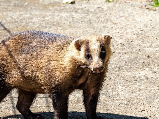 😱 城市里野兽出没？消失的獾竟在东京复活！