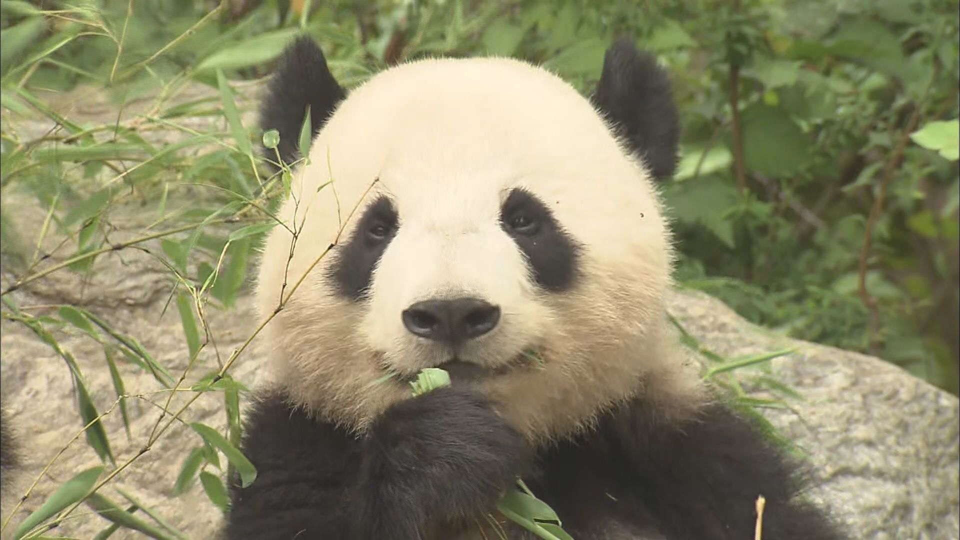 🐼大熊猫也要“回国”？中日关系冷，圆滚滚们要走了！