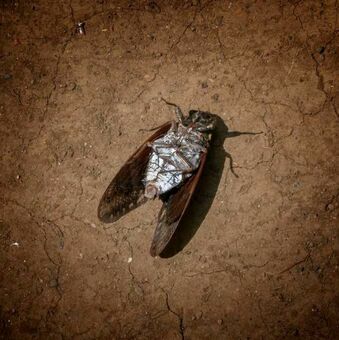 💥博士毕业=人生终点？日本科研的残酷真相！