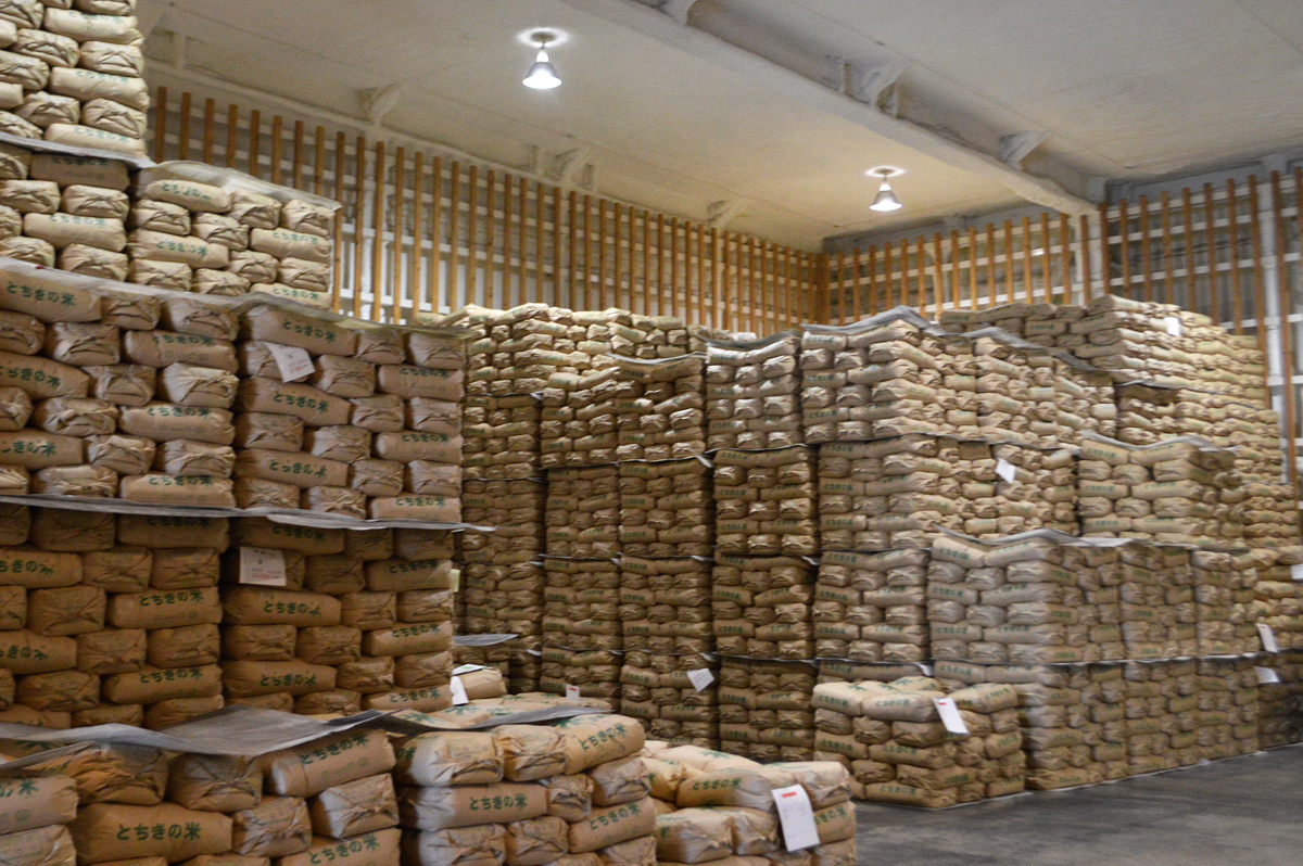 📉 滞销！稻米新米卖到冰点价，农民愁坏了！