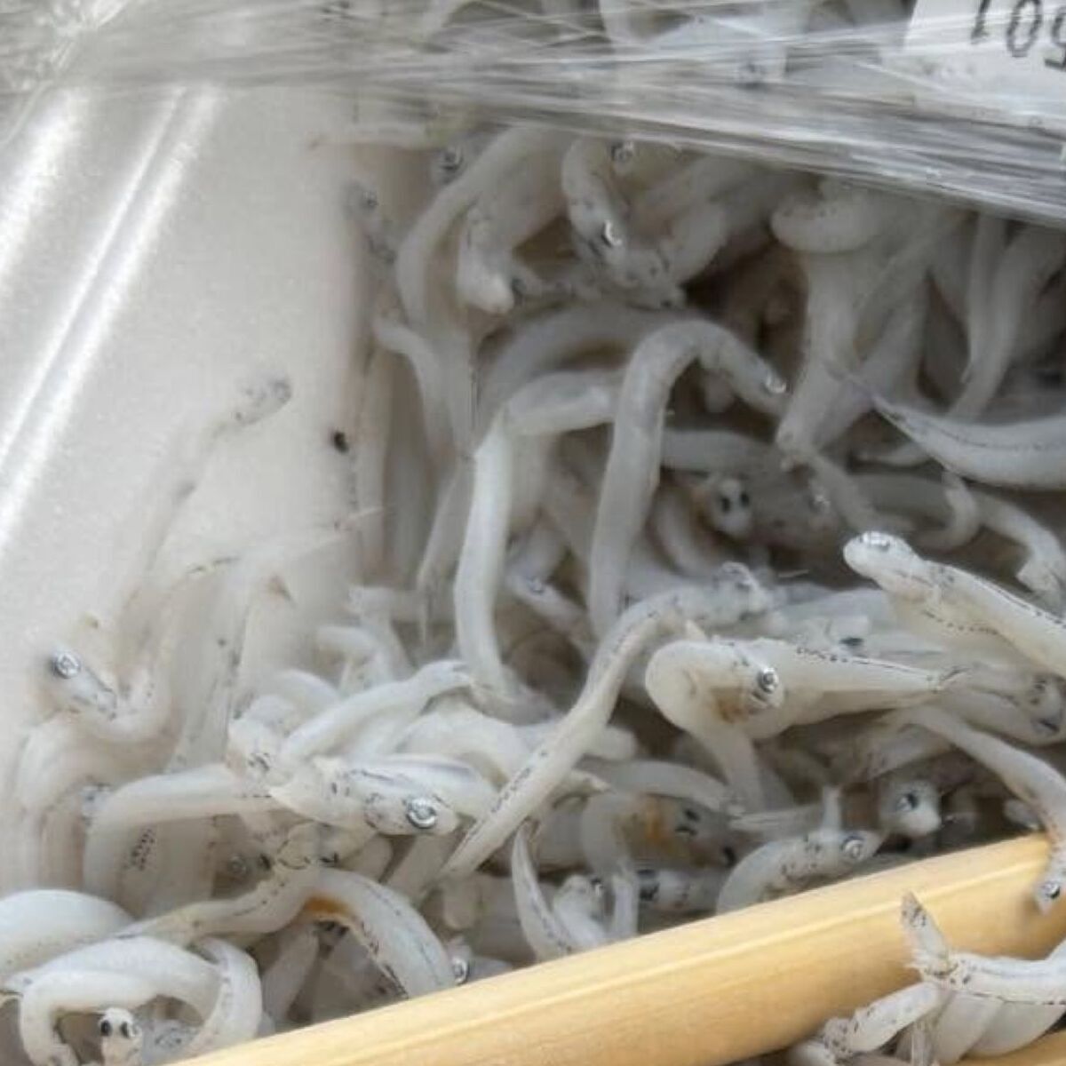 🐟😱：超市买的鳀鱼，混入“活物”！惊呆了！