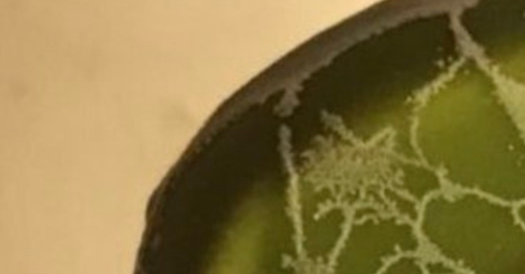 😱洗了块掉在地上的椰枣，竟变异了！