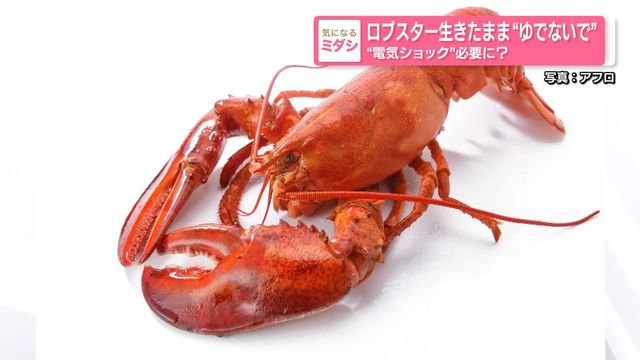 🦞龙虾：别煮我！电一下就好？