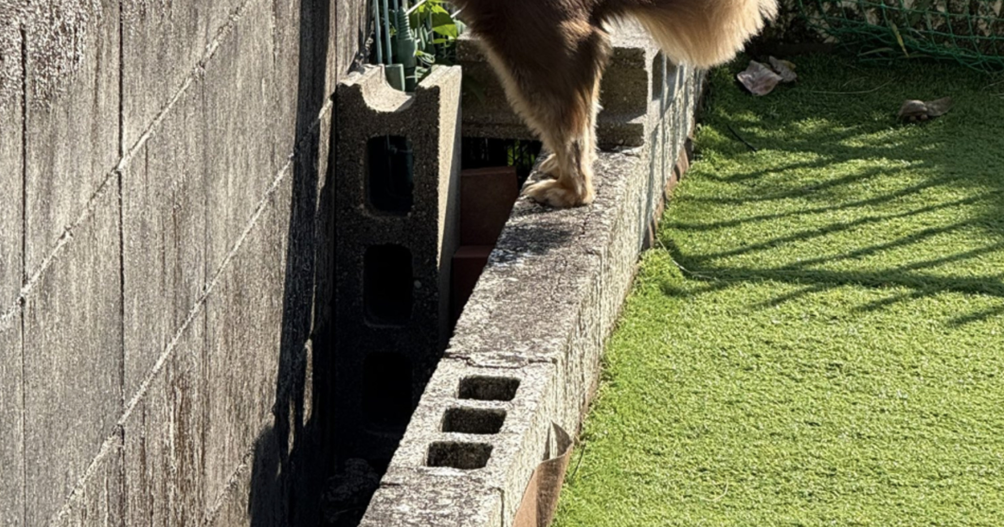 🐶我家狗子：别偷看啦！隔壁泰迪也太好奇！