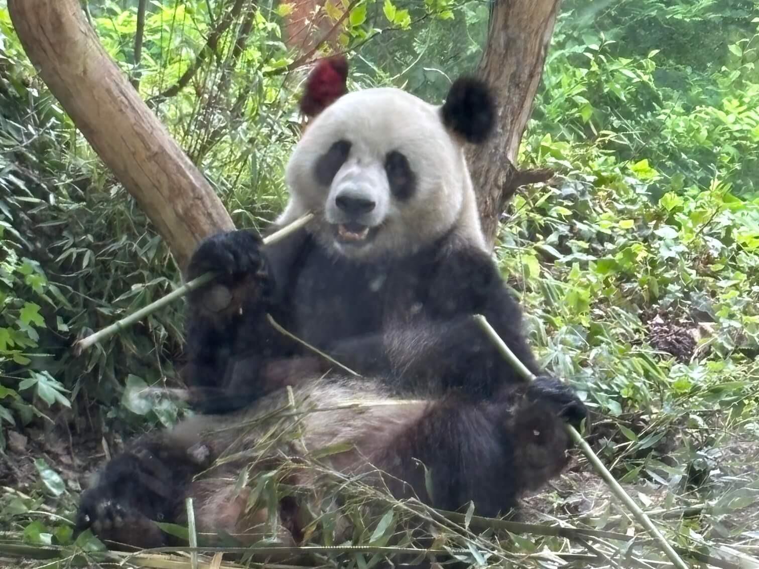 🐼再见了，日本的大熊猫！还能再相遇吗？